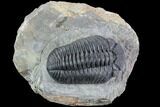 Prone Pedinopariops Trilobite - Beautiful Shell & Eyes #86899-2